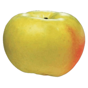 Manzana Verde Doncella