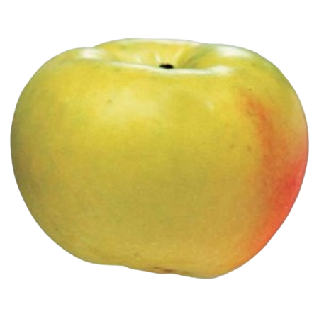 Manzana-Verde-doncella-0007368_450