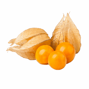 Physalis