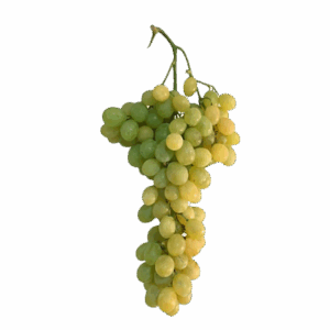 Uva Blanca Doña Maria