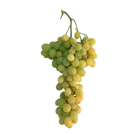 Uva-Doña-Maria-1-0008715_450