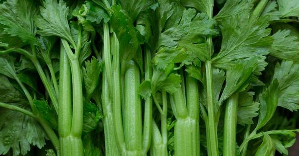 apio-sant-joan-deu-metabolicas