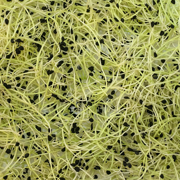 67103_Brotes-de-Puerro_6819_1-0126757