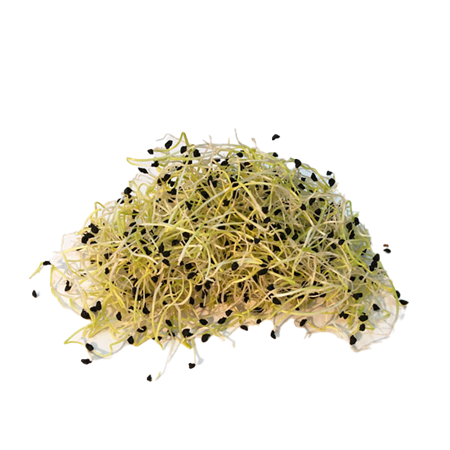 Brotes-de-Ajo-1-0008463_450