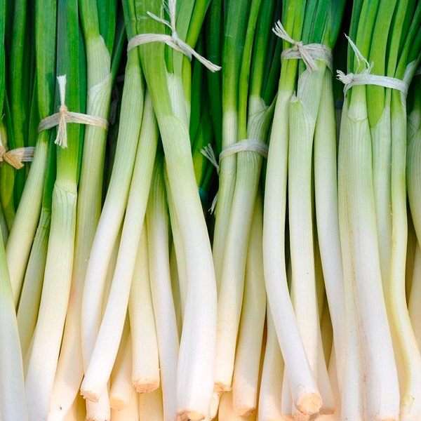 cebolla-larga-nebuka-ipc-01