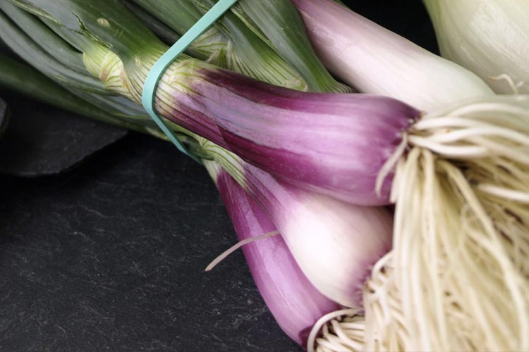 cebolleta_roja_bod_750