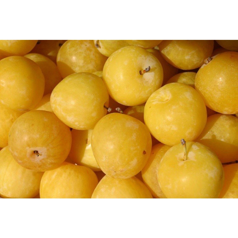 ciruela-amarilla (1)