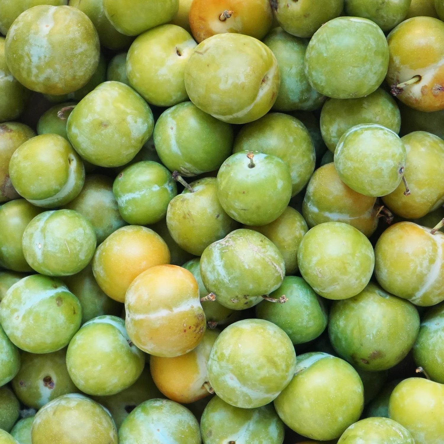 ciruelaclaudia_ef0c0d15-7df8-453a-b973-6101231b214e