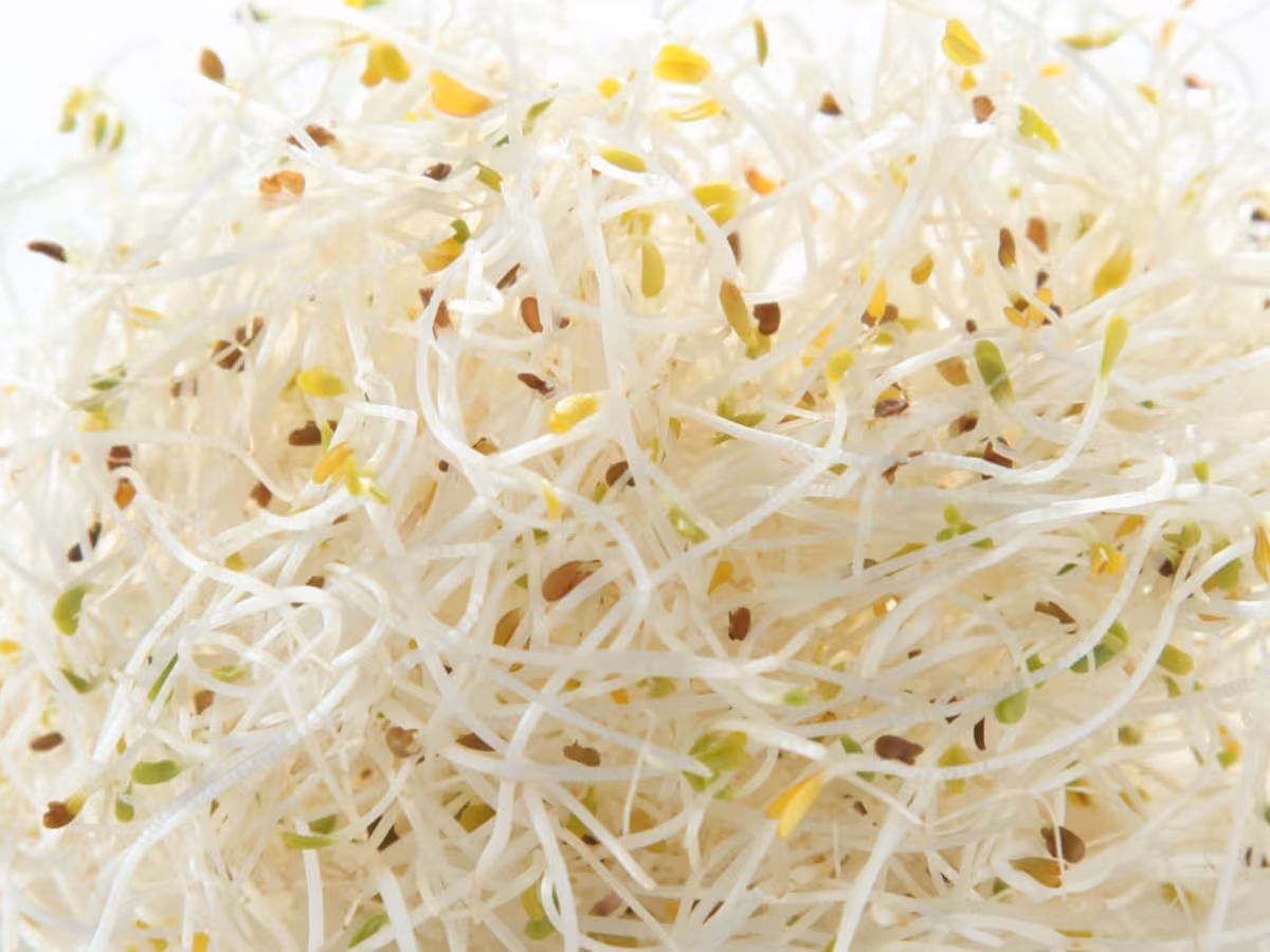 la-planta-de-alfalfa-se-utiliza-en-la-medicina-VX3D6JJSYBEVZMUDIDYKOD6KK4