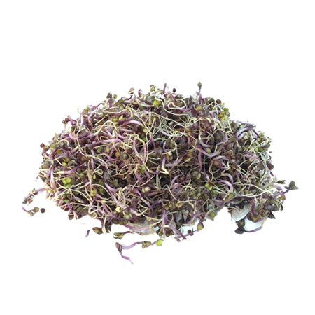 Brotes-de-Lombarda-1-0008472_450