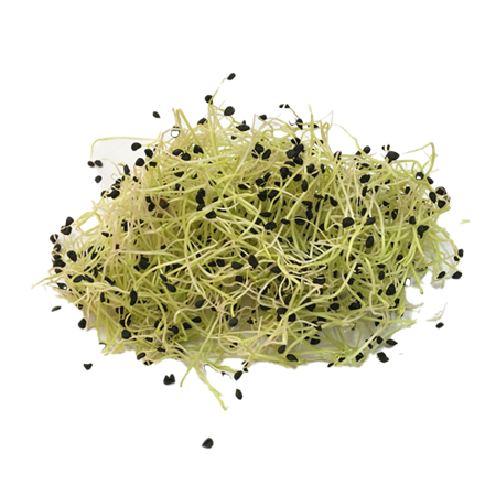 Brotes-de-Puerro-1-0008475_450