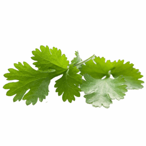 Cilantro fresco