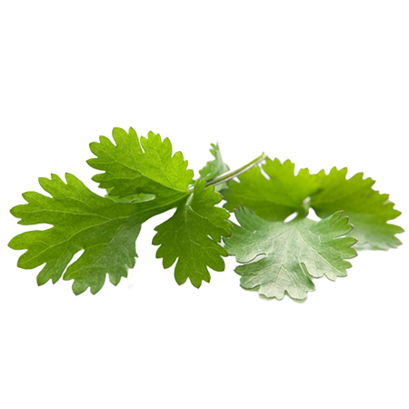 Cilantro-0007993_450