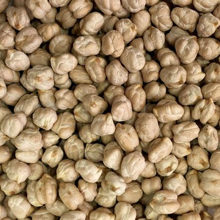 Garbanzo-Fuentesauco-3-0009897_450