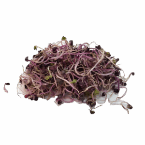 Germinados de Rábano