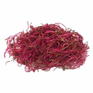 Germinados de Remolacha