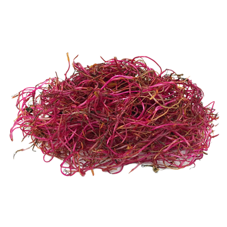 Germinados-de-Remolacha-1-0008484_450