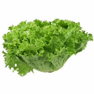 Lechuga Batavia