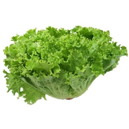 Lechuga-Batavia-0007718_450