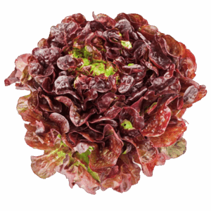 Lechuga Hoja de Roble