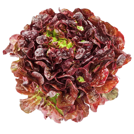 Lechuga-Hoja-de-Roble-0007721_450