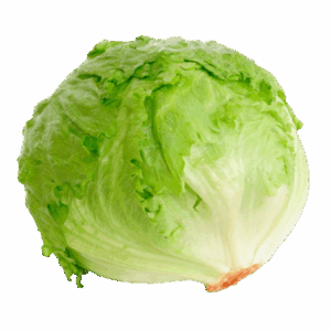 Lechuga Iceberg