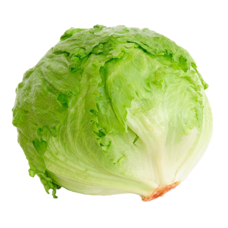 Lechuga-Iceberg-0007723_450