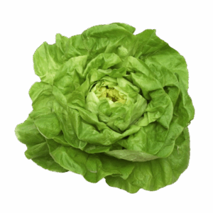 Lechuga Trocadero