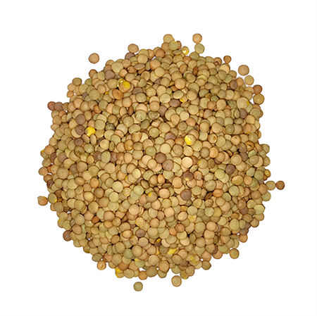 Lenteja-Castellana-2-0010421_450