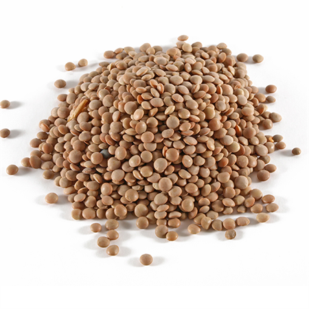 Lenteja-Pardina-3-0010143_450