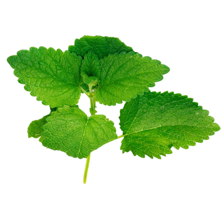 Menta-fresca-0008001_450