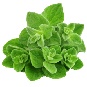 Oregano fresco