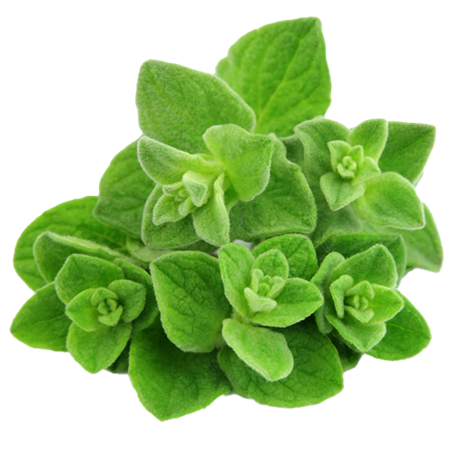 Oregano-fresco-0008013_450