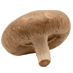 Setas Shiitake