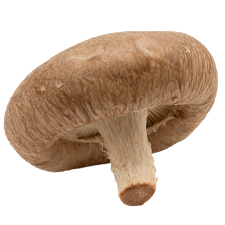 Setas-Shiitake-0007832_450