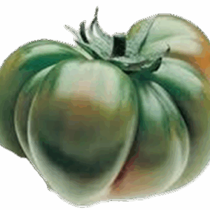 Tomate Raf Autentico