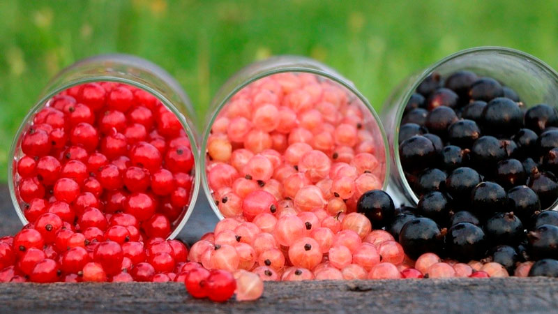 grosella-la-casa-de-las-setas-08